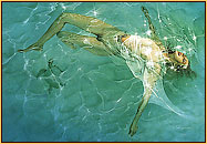 Hajime Sorajama original acrylic painting depicting a female seminude and a sea turtle